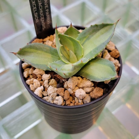 AGAVE PARRYI HUACHUCENSIS EXCELSIOR