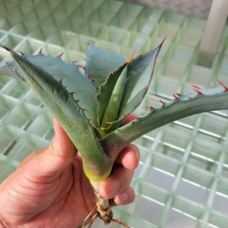 AGAVE TITANOTA X BLUE GLOW | カトーエンゲー東京