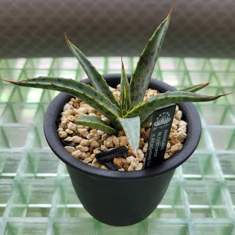 MANGAVE BLOOD SPOT  × KERCHOVEI (SP.)