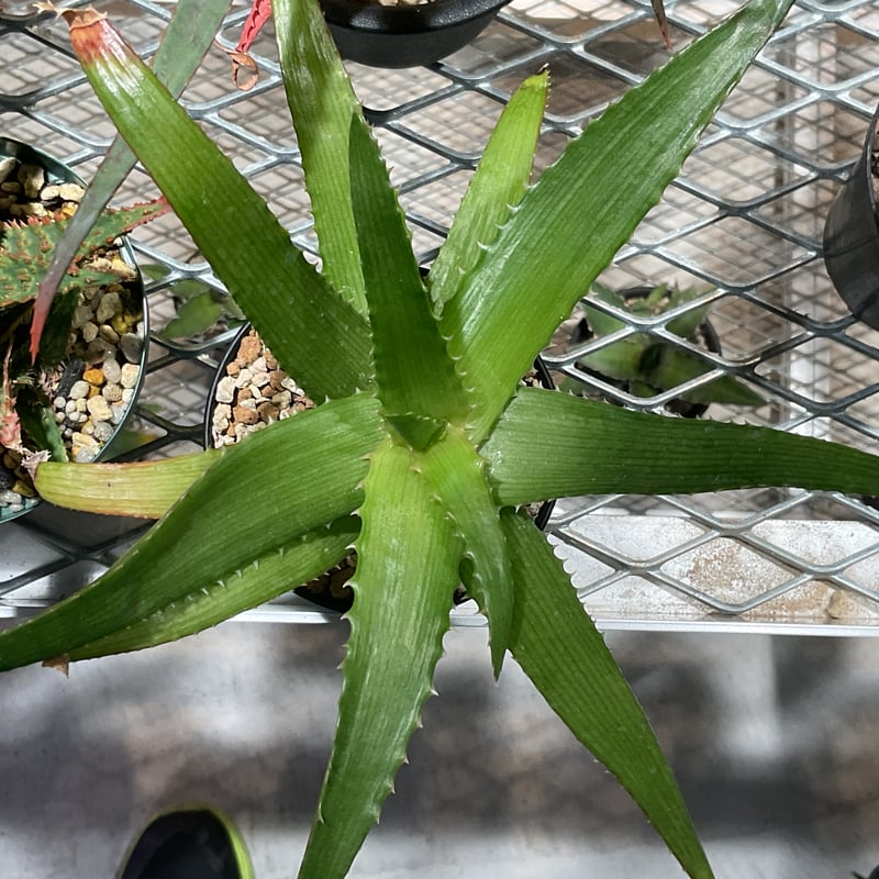 ALOE PLURIDENS | カトーエンゲー東京