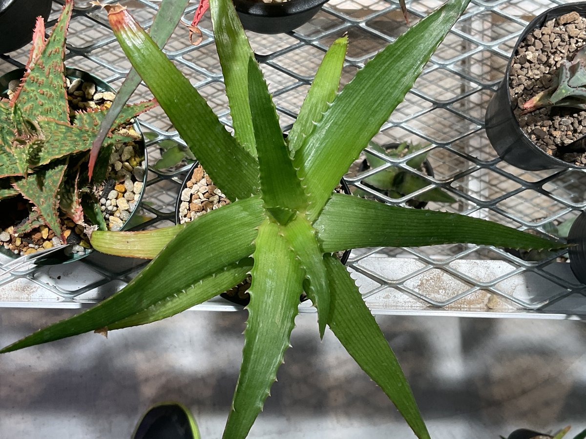 ALOE PLURIDENS | カトーエンゲー東京