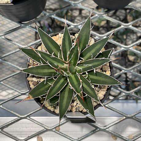 AGAVE SCHIDIGERA WHITE STRIPE