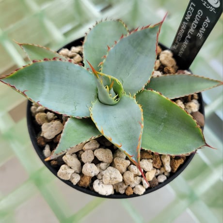 AGAVE GUADALAJARANA LEON VARIEGATA