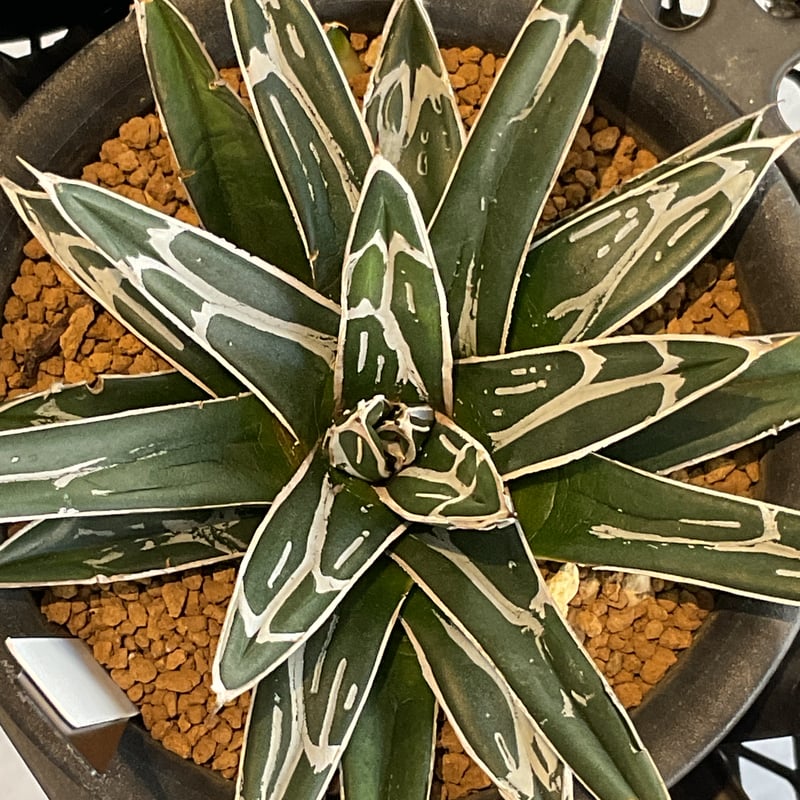 AGAVE VICTORIAE-REGINAE 笹の雪 | カトーエンゲー東京