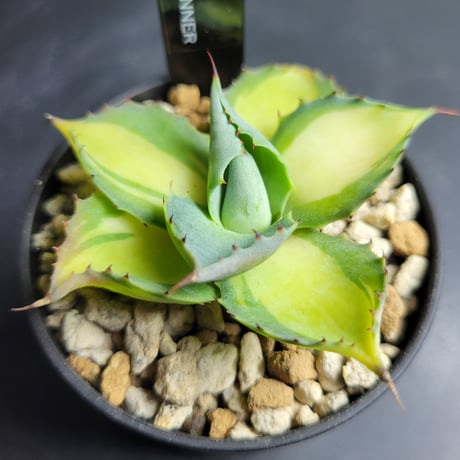 AGAVE RUMRUNNER