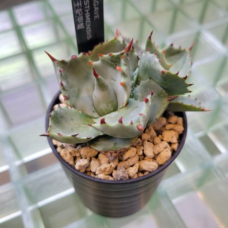 AGAVE ISTHMENSIS 王妃甲蟹