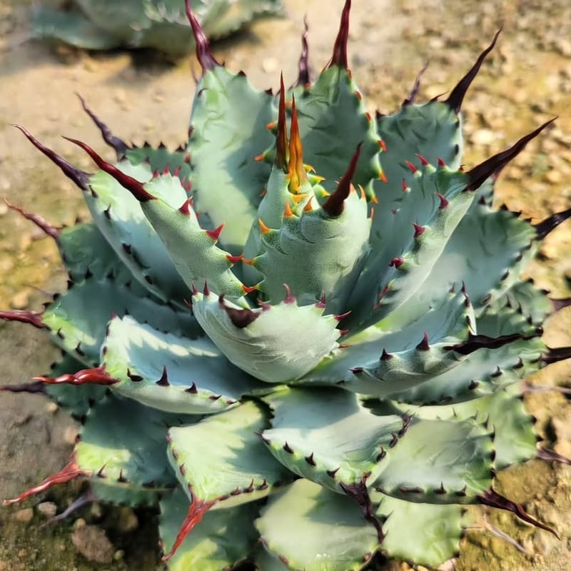 AGAVE 曲刺八荒雷神 | カトーエンゲー東京
