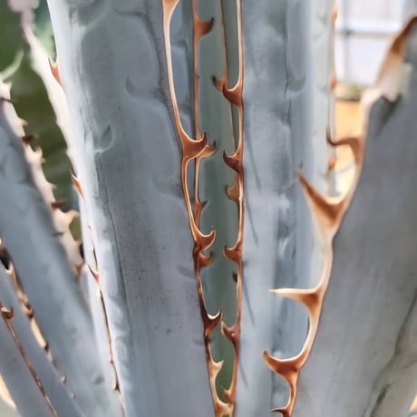 AGAVE KERCHOVEI (SP.)