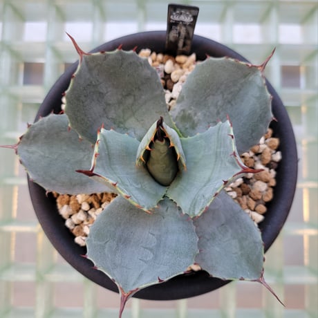 AGAVE PARRYI HUACHUCENSIS 吉祥天