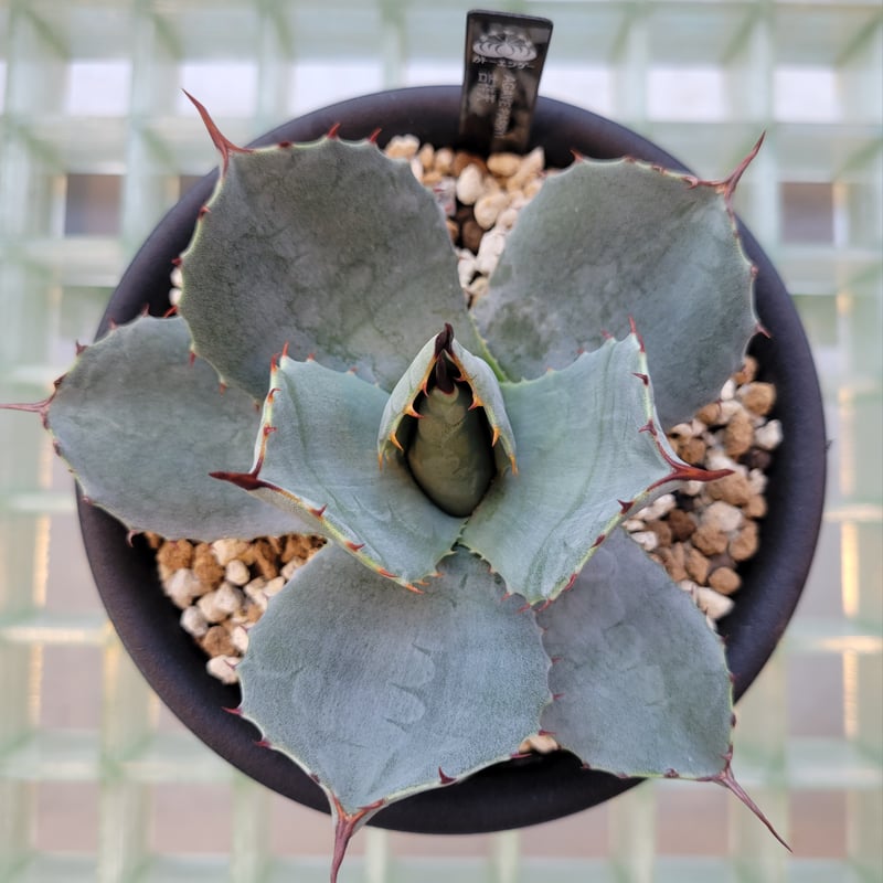 AGAVE PARRYI HUACHUCENSIS 吉祥天 | カトーエンゲー東京