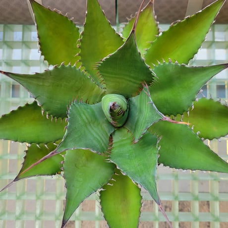 AGAVE SHAWPOT SHAWII×POTATORUM