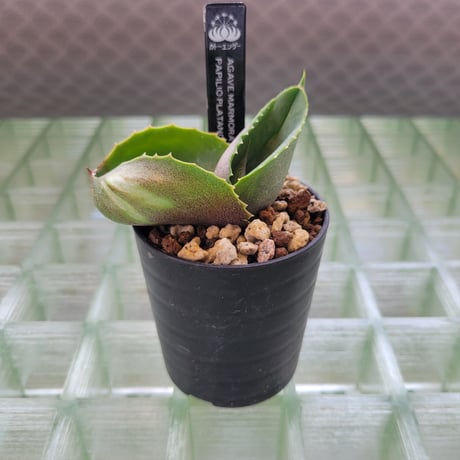 AGAVE MARMORATA PAPILIO PLATANOIDES