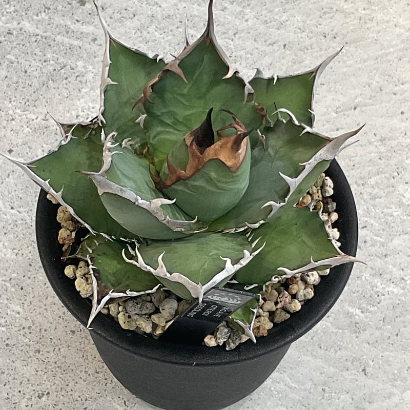 AGAVE OTEROI SEEDLING | カトーエンゲー東京