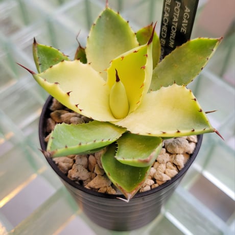 AGAVE BLEACHED BLONDE