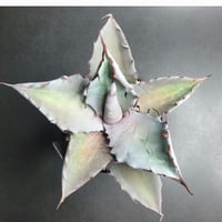 AGAVE TITANOTA X BLUE GLOW