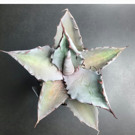 AGAVE TITANOTA X BLUE GLOW
