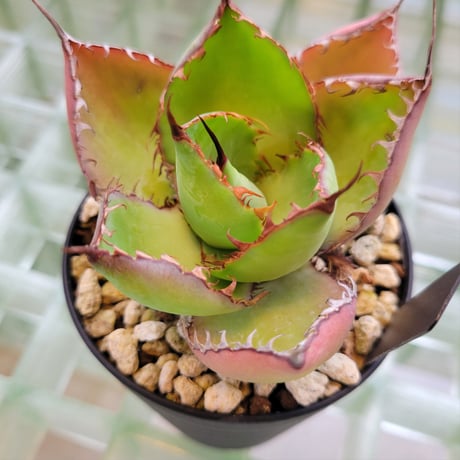 AGAVE BOVICORNUTA