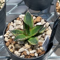 AGAVE OVATIFOLIA AWAKENING ANGEL | カトーエンゲー東京