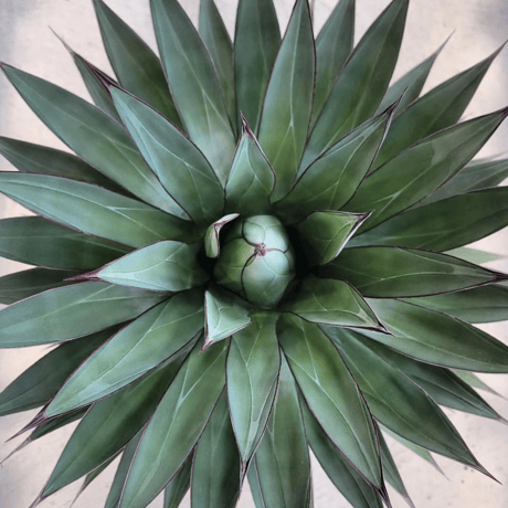 AGAVE BLUE EMBER