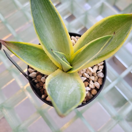 AGAVE DESMETTIANA BLUE MOON