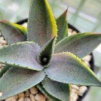 MANGAVE PURPLICIOUS VARIEGATA