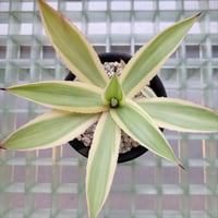 AGAVE DESMETTIANA 雪月花