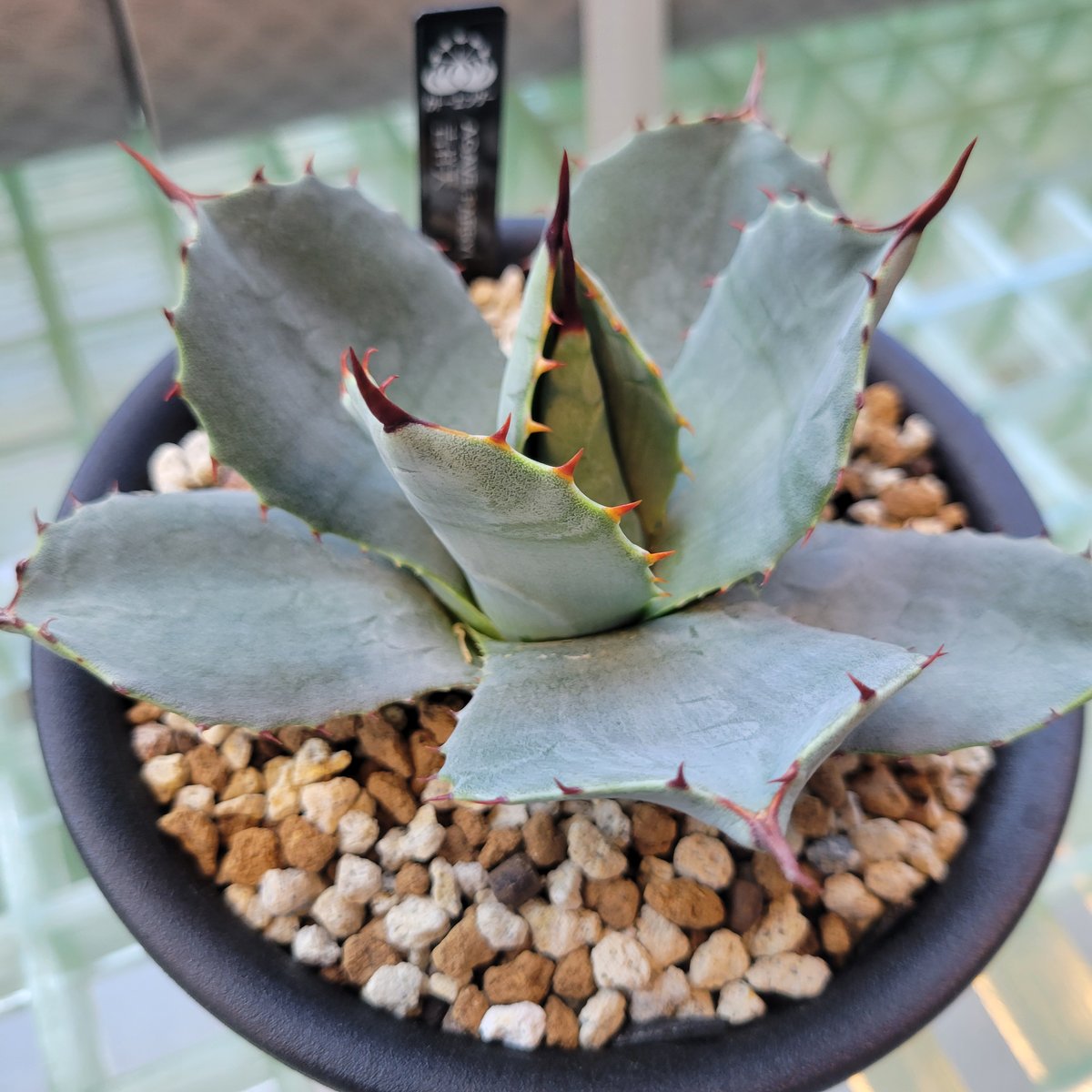 AGAVE PARRYI HUACHUCENSIS 吉祥天 | カトーエンゲー東京