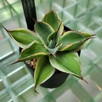 AGAVE BABY TEETH VARIEGATA