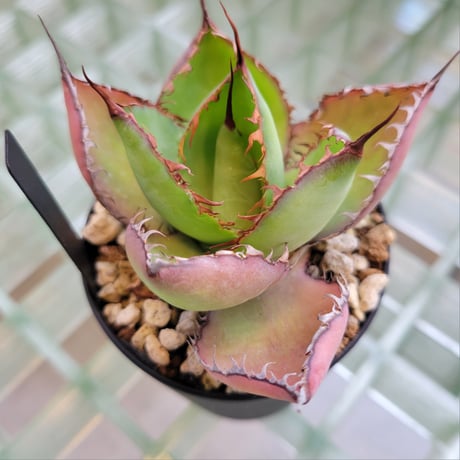 AGAVE BOVICORNUTA