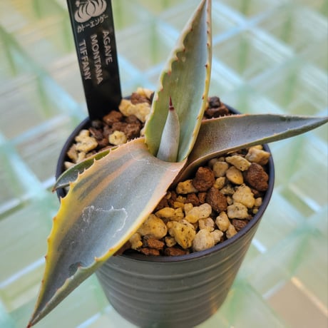 AGAVE MONTANA TIFFANY