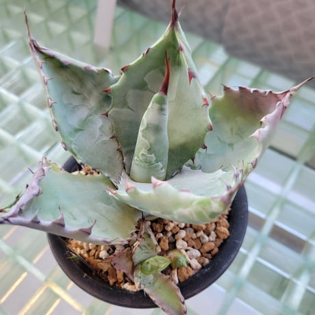 AGAVE COLORATA 武蔵坊