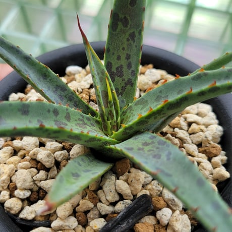 MANGAVE BLOOD SPOT  × KERCHOVEI (SP.)
