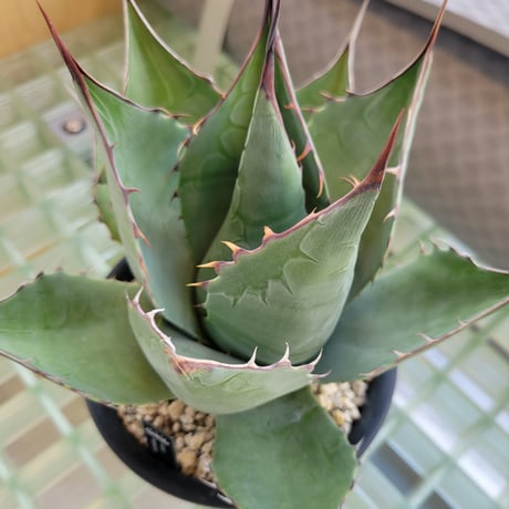 AGAVE PARRASANA