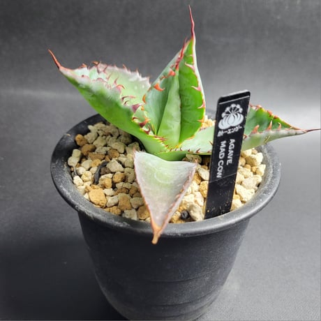 AGAVE MAD COW(COLORATA×BOVICORNUTA)