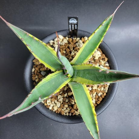 AGAVE SCABRA VARIEGATA