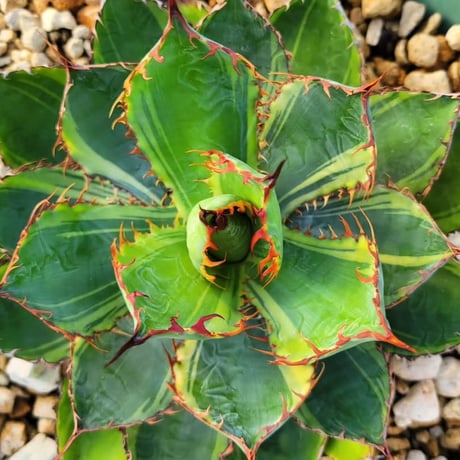AGAVE BOVICORNUTA DIVINE BOVINE