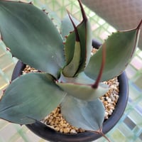 AGAVE PARRYI TRUNCATA 管理「鎮」