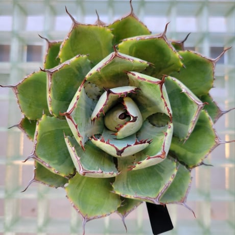 AGAVE 吉祥冠錦