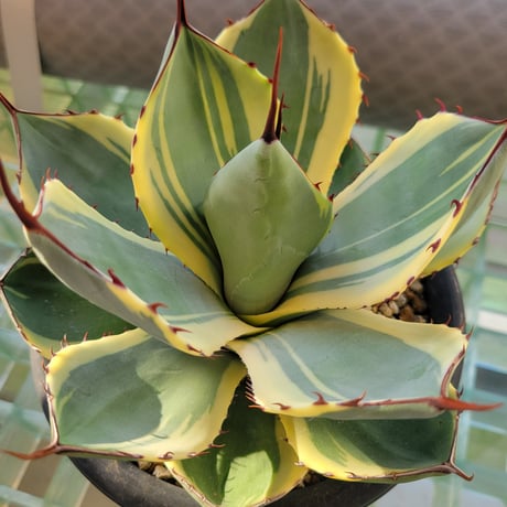 AGAVE PARRYI TRUNCATA ORIZABA