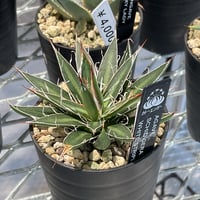 AGAVE SCHIDIGERA WHITE STRIPE