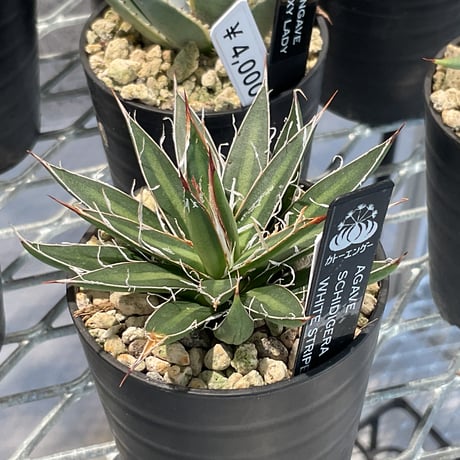 AGAVE SCHIDIGERA WHITE STRIPE