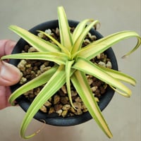 AGAVE BRACTEOSA VARIEGATA