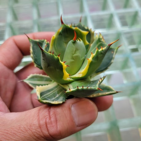 AGAVE ISTHMENSIS ATOMIC GOLD