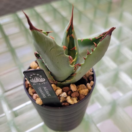 AGAVE TIMARG (TITANOTA×MARGINATA)
