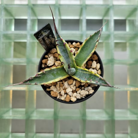 AGAVE SCABRA VARIEGATA