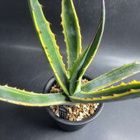 AGAVE SALMIANA CRASSISPINA VARIEGATA