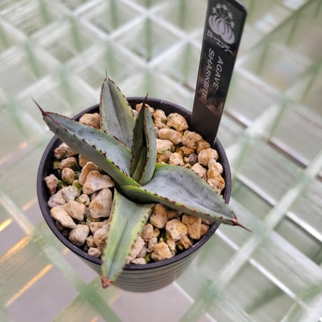 AGAVE SHARK BITE
