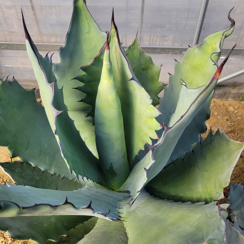 AGAVE TITANOTA X BLUE GLOW | カトーエンゲー東京
