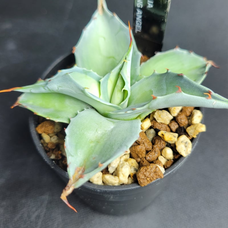 AGAVE OVATIFOLIA AWAKENING ANGEL | カトーエンゲー東京
