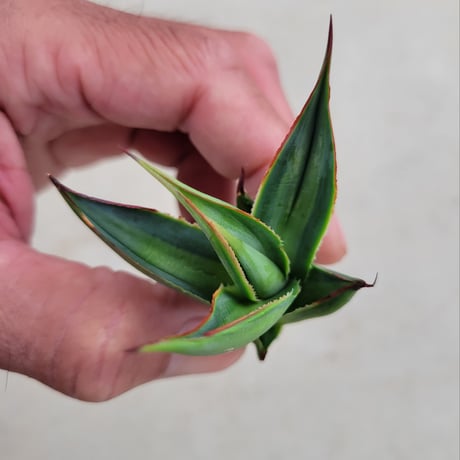 AGAVE BLUE GLOW  VARIEGATA　中斑